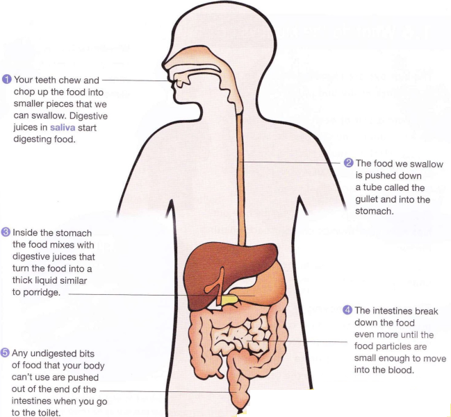 1: Your teeth chew and chop up the food into smaller pieces that we can swallow. Digestive juices in saliva start digesting food. 2: The food we swallow is pushed down a tube called the gullet and into the stomach. 3: Inside the stomach the food mixes with digestive juices that turn the food into a thick liquid similar to porridge. 4: The intestines break down the food even more until the food particles are small enough to move into the blood. 5: Any undigested bits of food that your body can't use are pushed out of the end of the intestines when you go to the toilet.