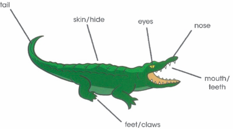 tail - skin - eyes - nose - feet / claws