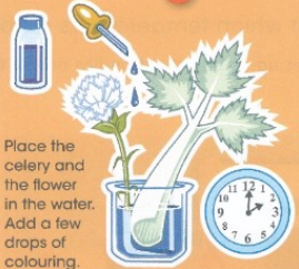 Place the celery and the flower in the water Add a few drops of colouring.
