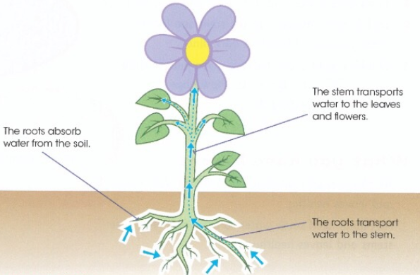 The stem transports water to the leaves and flowers. / The roots absorb water from the soil. / The roots transport water to the stem.