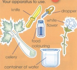Your apparatus to use. /&nbsp;knife /&nbsp;dropper /&nbsp;white flower /&nbsp;food colouring /&nbsp;celery /&nbsp;container of water