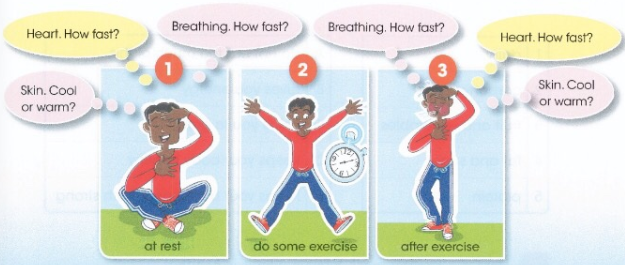 at rest /&nbsp;Breathing. How fast? /&nbsp;Heart. How fast? /&nbsp;Skin. Cool or warm? /&nbsp;do some exercise /&nbsp;after exercise /&nbsp;Breathing. How fast? /&nbsp;Heart. /&nbsp;How fast? /&nbsp;Skin. Cool or warm?