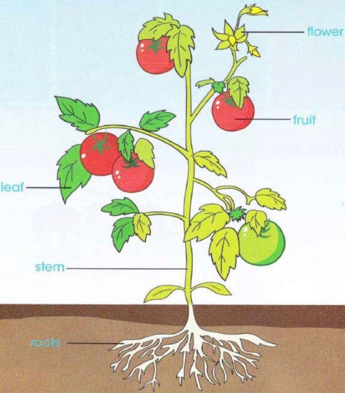 flower / Fruit / leaf / stem / roots