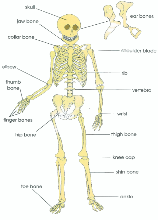 skull - jaw bone - collar bone - elbow - thumb bone - finger bones - hip bone - tab bone - ear bone - shoulder blade - rib - vertebra - wrist - thigh bone - knee cap - shin bone - ankle