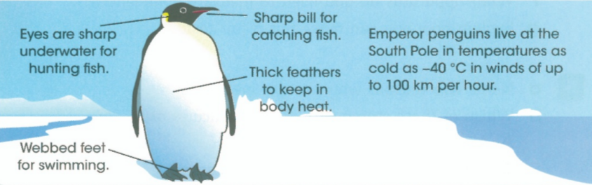 Eyes are sharp underwater for huntin fish. - Webbed feet for swimming. - Sharp bill for catching fish. - Thick feathers to keep in body heat.