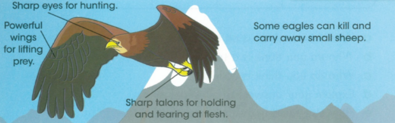 .Sharp eyes for huting. - Powerful wings for litting prey. - Sharp talons for holding and tearing of flesh