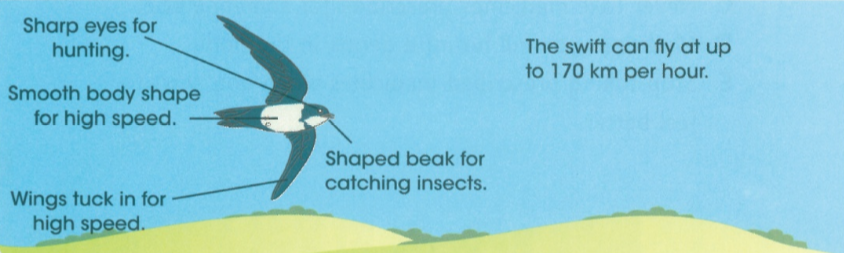 Sharp eyes for hunting. - Smooth body shape for high speed. - Wings tuck in for high speed. - Shaped beak for catching insects.