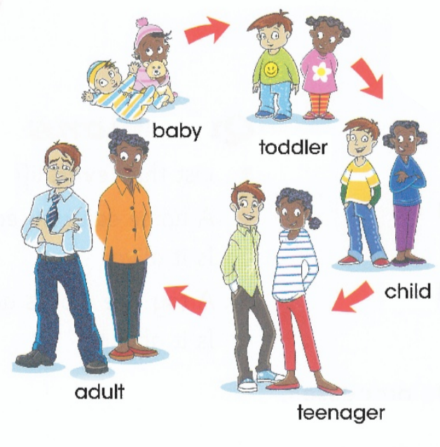 baby / toddler / adult / teenager