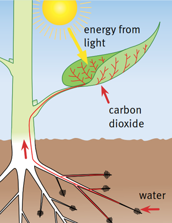 energy from light. carbon dioxide water