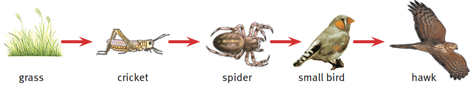 grass / hawk / cricket / spider / small bird