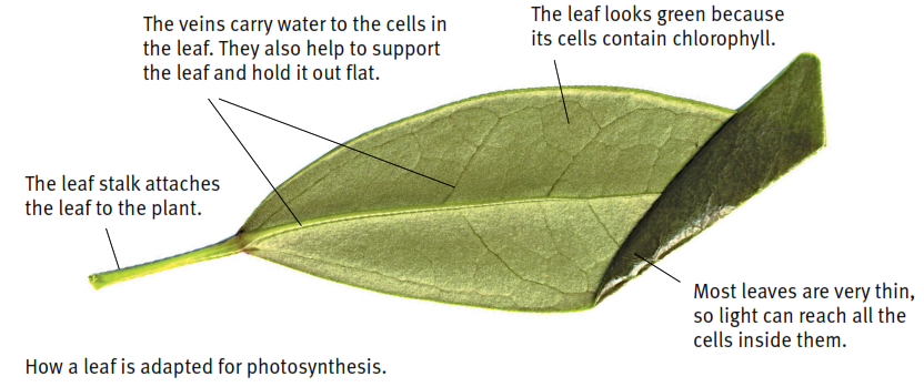 The veins carry water to the cells in the leaf. They also help to support the leaf and hold it out flat. The leaf looks green because its cells contain chlorophyll. Most leaves are very thin, so light can reach all the cells inside them. The leaf stalk attaches the leaf to the plant.