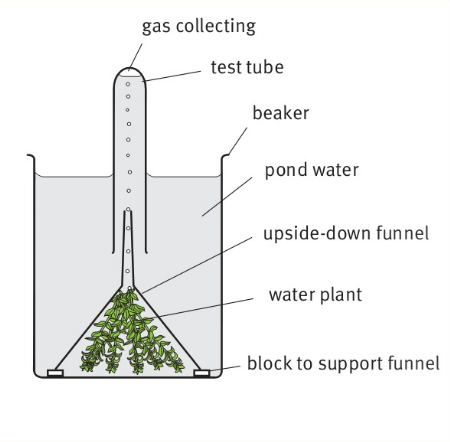 gas collecting test tube   beaker pond water  upside-down funnel water plant block to support funnel