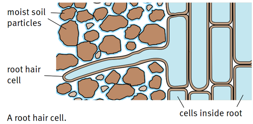 moist soil particles root hair cell cells inside root A root hair cell.