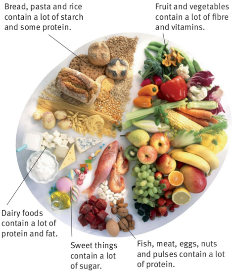 Bread, pasta and rice contain a lot of starch and some protein. Fruit and vegetables contain a lot of fibre and vitamins. Dairy foods contain a lot of protein and fat. Sweet things contain a lot of sugar. Fish, meat, eggs, nuts and pulses contain a lot of protein.