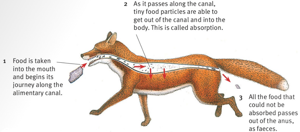 1 Food is taken into the mouth and begins its journey along the alimentary canal. 2 As it passes along the canal, tiny food particles are able to get out of the canal and into the body. This is called absorption. 3 All the food that could not be absorbed passes out of the anus, as faeces.