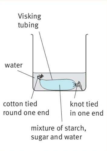Visking tubing water cotton tied round one end mixture of starch, sugar and water  knot tied in one end