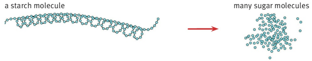 a starch molecule many sugar molecules
