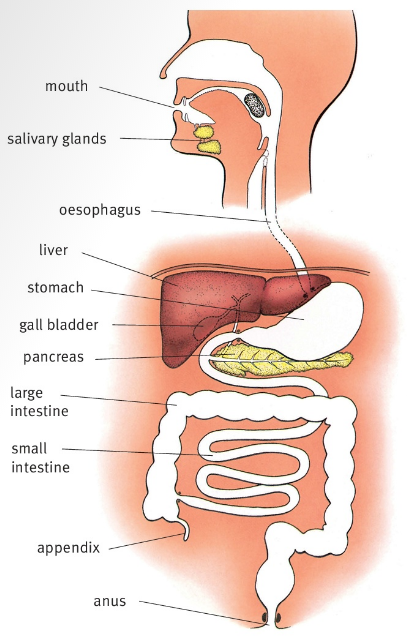 mouth salivary glands oesophagus liver stomach gall bladder pancreas large intestine small intestine appendix anus