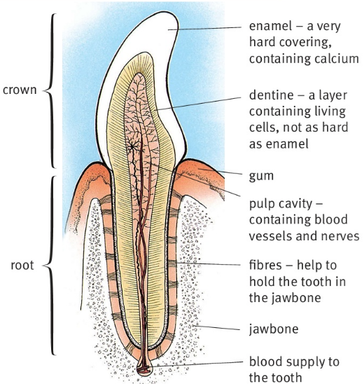 crown               root enamel - a very hard covering, containing calcium dentine-a layer containing living cells, not as hard as enamel gum fibres -help to hold the tooth in the jawbone jawbone pulp cavitycontaining blood vessels and nerves blood supply to the tooth