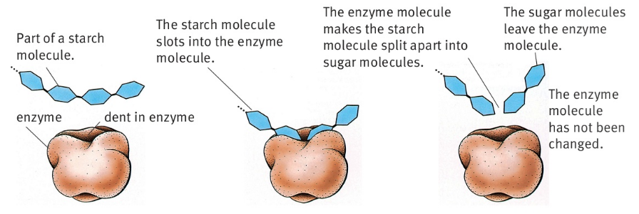 Part of a starch molecule.            enzyme               dent in enzyme  The starch molecule slots into the enzyme molecule. The enzyme molecule makes the starch molecule split apart into sugar molecules. The enzyme molecule has not been changed. The sugar molecules leave the enzyme molecule.