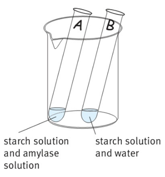 starch solution and amylase solution starch solution and water
