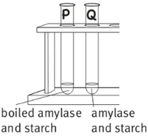 boiled amylase and starch amylase and starch