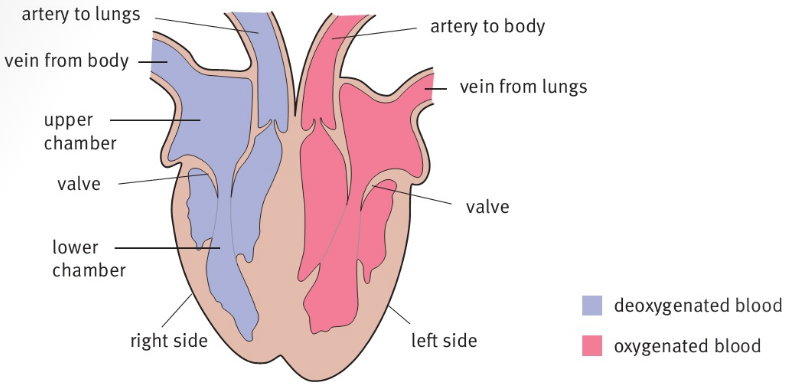 artery to lungs vein from body upper chamber valve lower chamber right side artery to body vein from lungs valve left side The structure of the heart. deoxygenated blood oxygenated blood