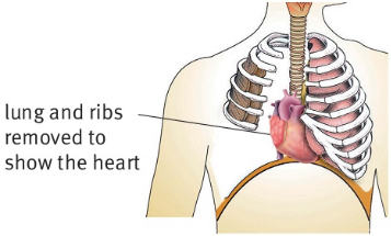 lung and ribs removed to show the heart