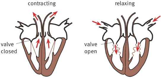 contracting                   valve closed                  valve open                           relaxing