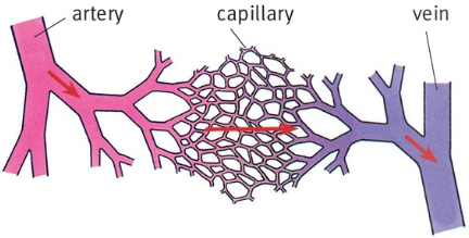 artery          capillary           vein