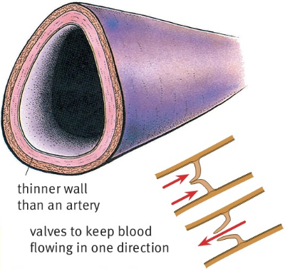 thinner wall than an artery valves to keep blood flowing in one direction