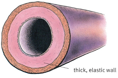 thick, elastic wall