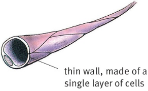 thin wall, made of a single layer of cells
