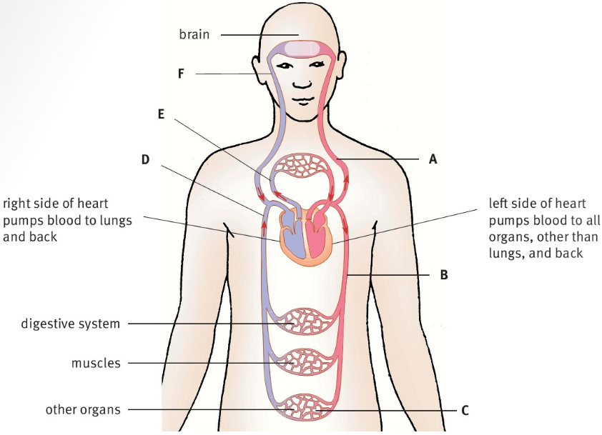 brain left side of heart pumps blood to all organs, other than lungs, and back right side of heart pumps blood to lungs and back digestive system muscles other organs