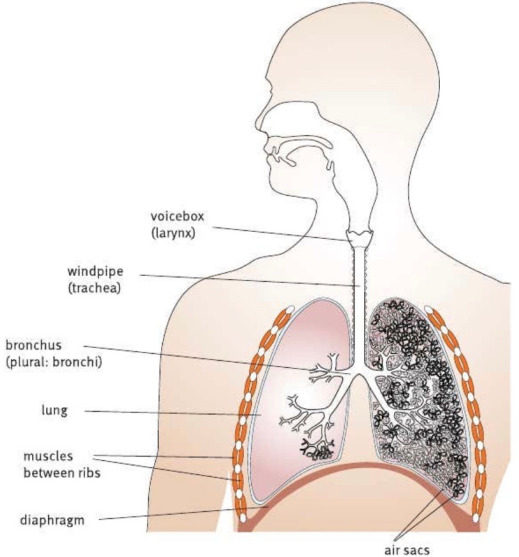(voicebox (larynx) windpipe (trachea) bronchus (plural: bronchi) lung muscles between ribs diaphragm air sacs)