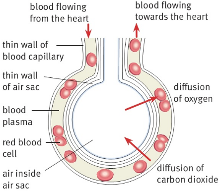 blood flowing from the heart   thin wall of blood capillary  thin wall of air sac blood plasma red blood cell air inside air sac blood flowing towards the heart diffusion of oxygen diffusion of carbon dioxide
