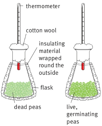 thermometer cotton wool insulating material wrapped round the outside flask dead peas live, germinating peas