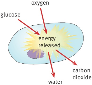 glucose oxygen energy released water carbon dioxide