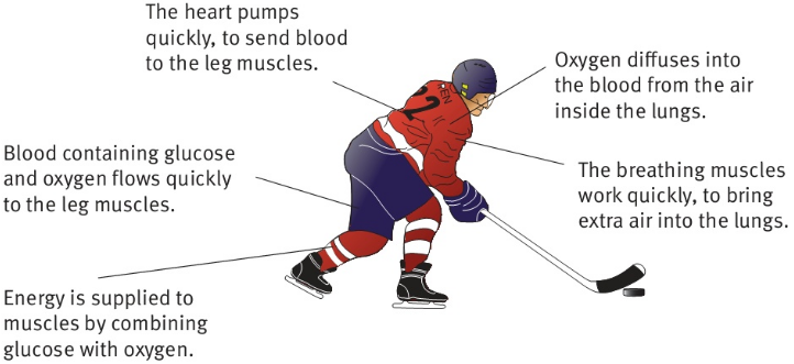 The heart pumps quickly, to send blood to the leg muscles. Oxygen diffuses into the blood from the air inside the lungs. Blood containing glucose and oxygen flows quickly to the leg muscles. The breathing muscles work quickly, to bring extra air into the lungs. Energy is supplied to muscles by combining glucose with oxygen.