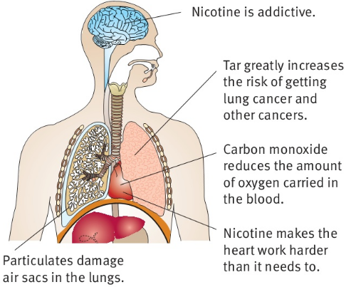 Carbon monoxide reduces the amount of oxygen carried in the blood. Nicotine is addictive. Tar greatly increases the risk of getting lung cancer and other cancers. Nicotine makes the heart work harder than it needs to. Particulates damage air sacs in the lungs.