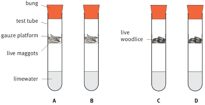 bung test tube gauze platform limewater live maggots live Woodlice