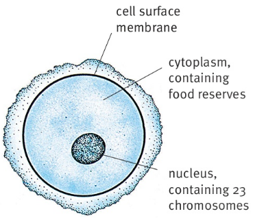 cell surface membrane cytoplasm, containing food reserves nucleus, containing 23 chromosomes