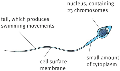 nucleus, containing 23 chromosomes tail, which produces swimming movements cell surface membrane small amount of cytoplasm