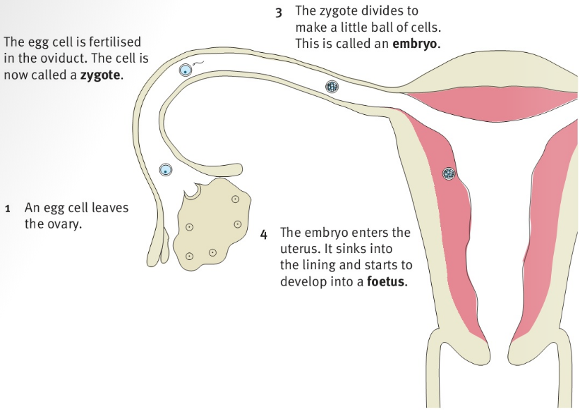 1- An egg cell leaves the ovary 2- The egg cell is fertilised in the oviduct. The cell is now called a zygote. 3- The zygote divides to make a little ball of cells. This is called an embryo. 4- The embryo enters the uterus. It sinks into the lining and starts to develop into a foetus.
