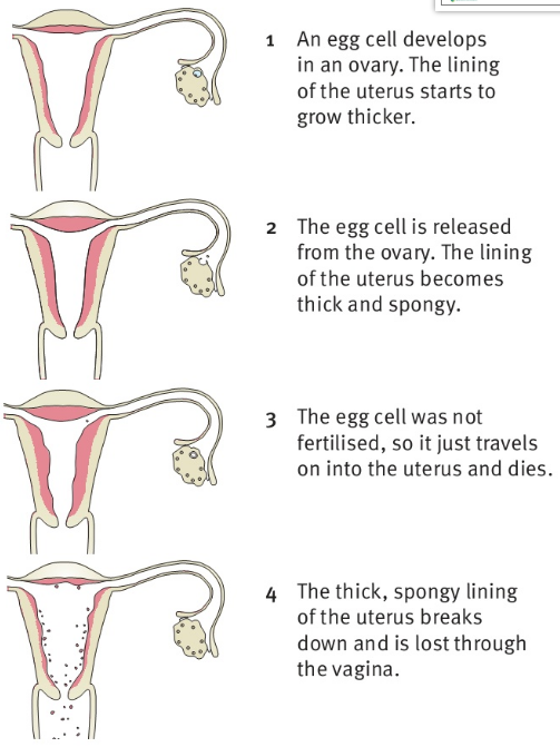 1- An egg cell developsin an ovary. The lining of the uterus starts to grow thicker. 2- The egg cell is released from the ovary. The lining of the uterus becomes thick and spongy. 3- The egg cell was not fertilised, so it just travels on into the uterus and dies. 4- The thick, spongy lining of the uterus breaks down and is lost through the vagina.