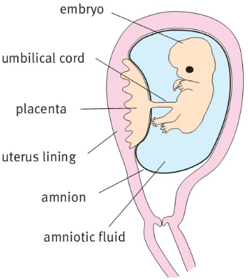 embryo umbilical cord placenta uterus lining amnion amniotic fluid