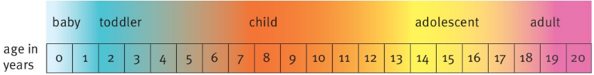 baby toddler child adolescent adult age in years