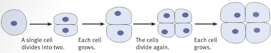 A single cell divides into two. Each cell grows. The cells divide again. Each cell grows.