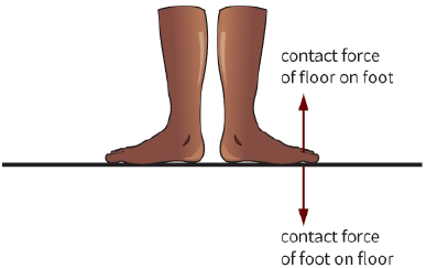 contact force of floor on foot. / contact force of foot on floor.