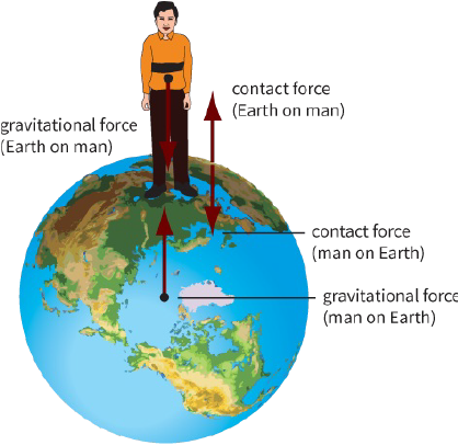 Figcontact force (Earth on man) / gravitional force (Earth on man) / contact force (man on Earth) / gravitional force (man on Earth)